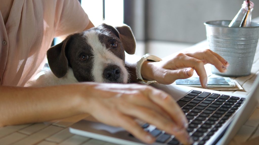 Work-from-home jobs made better with a pet