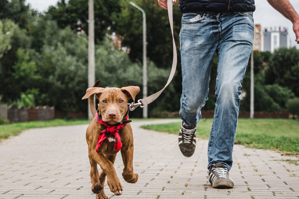 Working from with a pet typically forces you to take breaks to feed them, play with them, or take them on a walk.